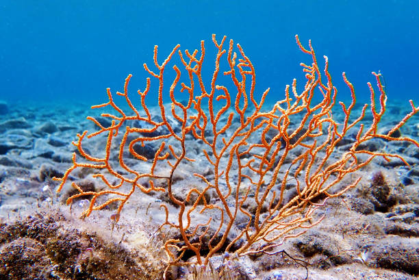 istock Yellow Mediterranean gorgonian coral - Eunicella cavolini 1402541305