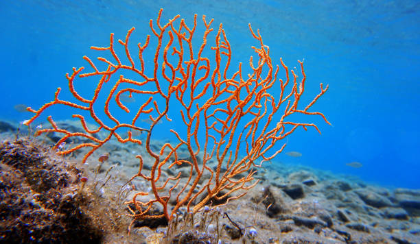 istock Yellow Mediterranean gorgonian coral - Eunicella cavolini 1402541313