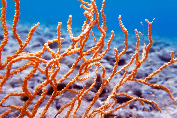 istock Yellow Mediterranean gorgonian coral - Eunicella cavolini 1402541321