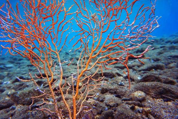 istock Yellow Mediterranean gorgonian coral - Eunicella cavolini 1402541323