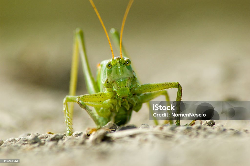 메뚜기 - 로열티 프리 곤충 스톡 사진