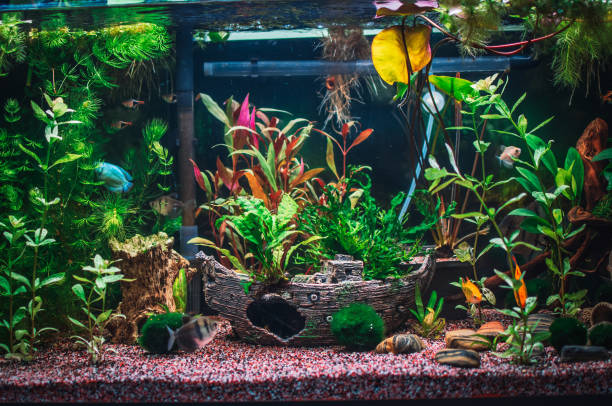 istock a great jungle planted aquarium 1402541374