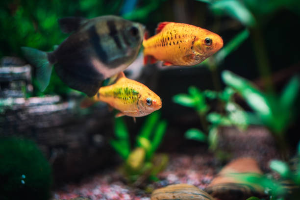 istock lovely gold barbus in my aquarium 1402541971
