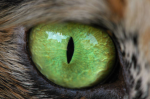 A closeup shot of a cat iris on a black background