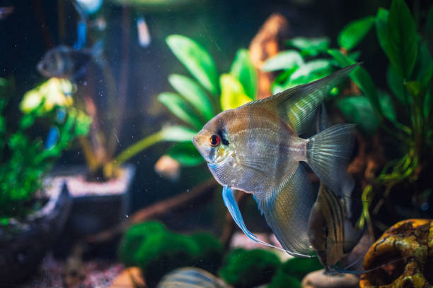 istock a great scalar fish in aquarium 1402542194