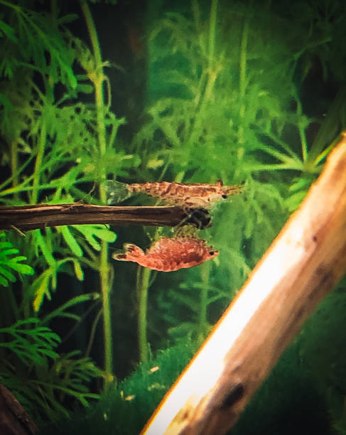 istock some red cherry s in my aquarium 1402542294