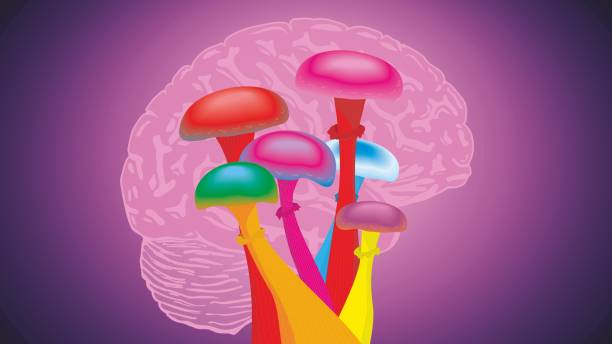 Colorful abstract illustration of colorful magic mushrooms and brain in profile. Vector illustration. Dimension 16:9. Abstract colorful mushrooms in middle, brain in background. Magic mushrooms, psychedelic drug, treatment and discussion in research, treatment depression. Effects on brain. substance intoxication stock illustrations