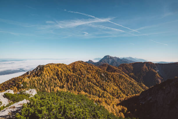 Scenic view of autumn forest up in the mountains. Autumn nature, trees turning brown, leaves falling down.