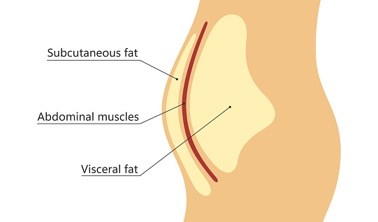 Visceral and subcutaneous fat around waistline. Location of visceral fat in abdominal cavity. Types of human obesity. Medical scheme. Vector illustration isolated on white background