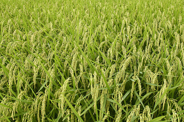 Campo de arroz - foto de stock