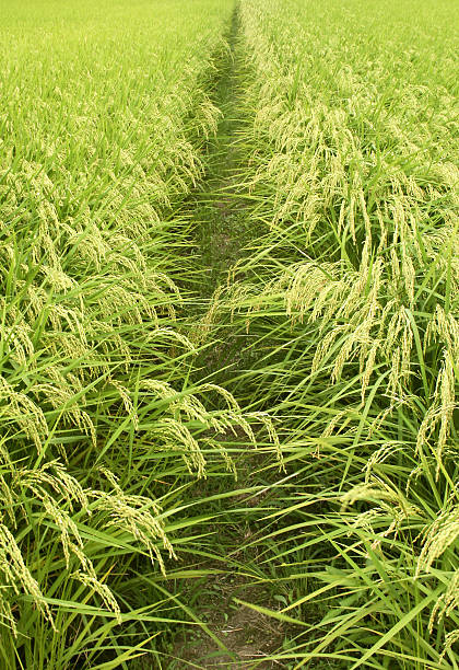 Campo de arroz - foto de acervo