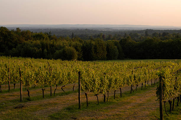 winnice, sussex, anglia - sussex zdjęcia i obrazy z banku zdjęć