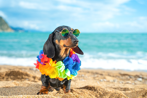 Cute dachshund puppy in cool sunglasses with round polarized lenses, who is wearing colorful Hawaiian flower leis around its neck and standing on sandy beach by sea, front view.