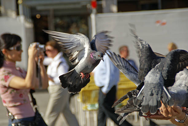 Photographier les Pigeons - Photo