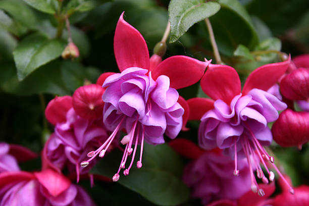 Fuchsia Closeup of a beautiful flower fuchsia flower photos stock pictures, royalty-free photos & images