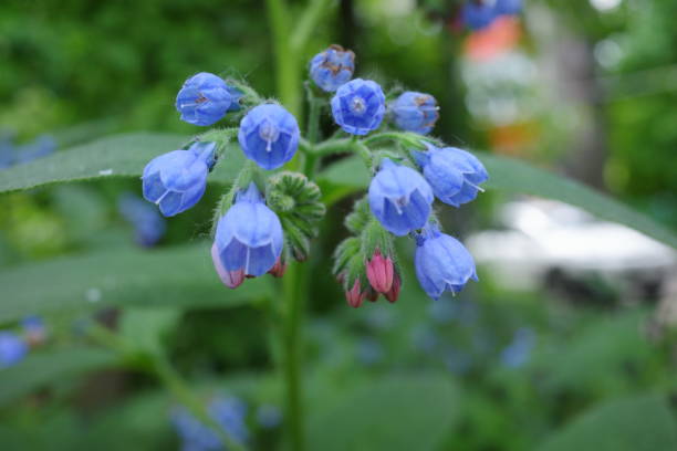 blue comfrey flowers with green leaves .plants background