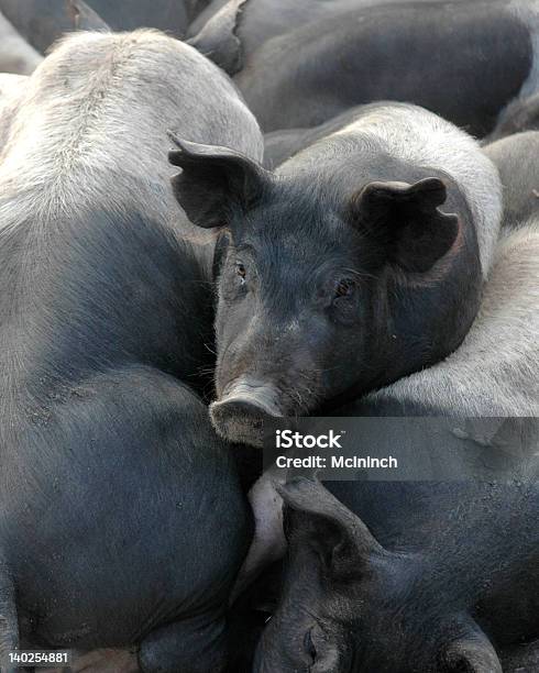 Suínos - Fotografias de stock e mais imagens de Abraço de grupo - Abraço de grupo, Porco, Fealdade