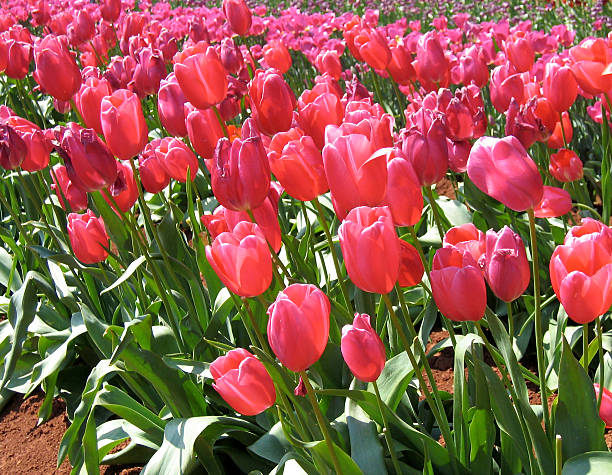 Red Tulips stock photo