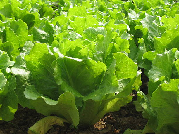 fresh lettuce under the sun stock photo