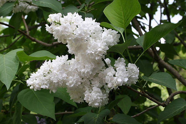 Lila blanca - foto de stock