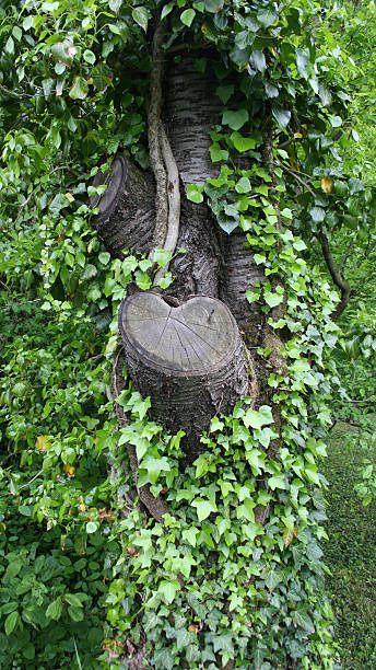 Árbol de hoja perenne - foto de stock