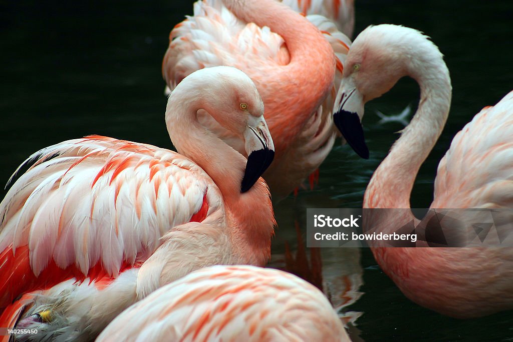 Weißem und rosa flamingos Pflege selbst - Lizenzfrei Flamingo Stock-Foto