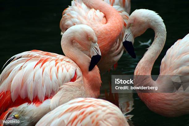 Weißem Und Rosa Flamingos Pflege Selbst Stockfoto und mehr Bilder von Flamingo - Flamingo, Fotografie, Herde