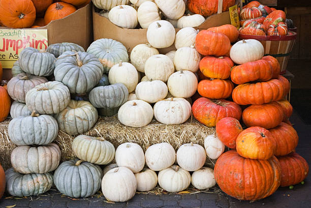 Fall pumpkins variety for sale at open air market