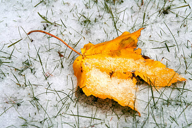 golden leaf stock photo