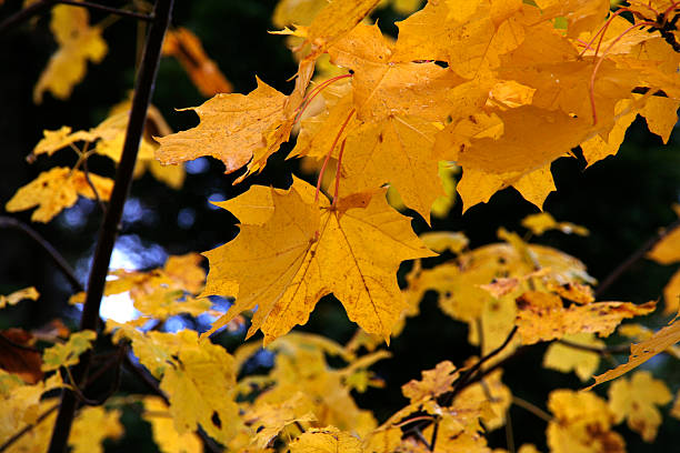 yellow leafs stock photo