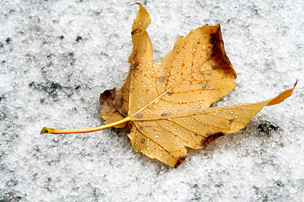 snow leaf stock photo