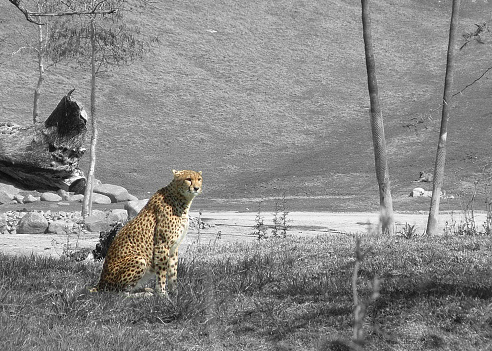 Cheetah in full color with grayscale background.