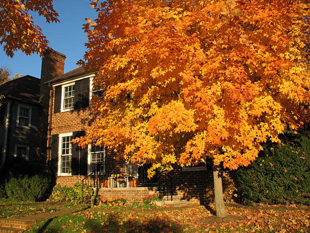 istock Autumn in Washington D.C. 140255637