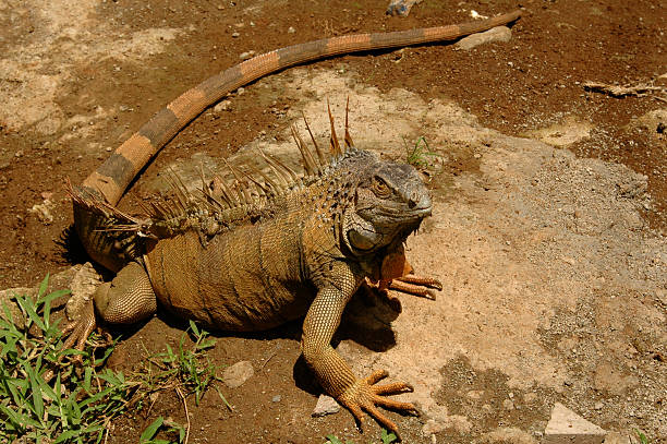 Costa Rican Iguana stock photo