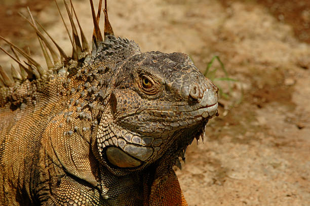 Costa Rican Iguana Face stock photo