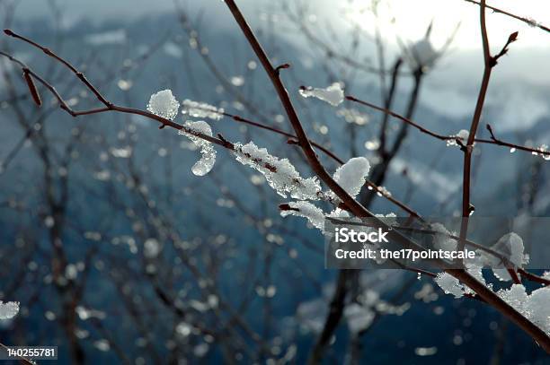 Icy Branch Stock Photo - Download Image Now - Mountain, Mountain Range, North Cascades National Park