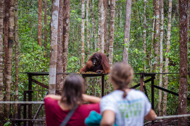 touristen, die einem orang-utan beim bananenessen im camp leakey im tanjung puting nationalpark zusehen - tanjung-puting-reservat stock-fotos und bilder