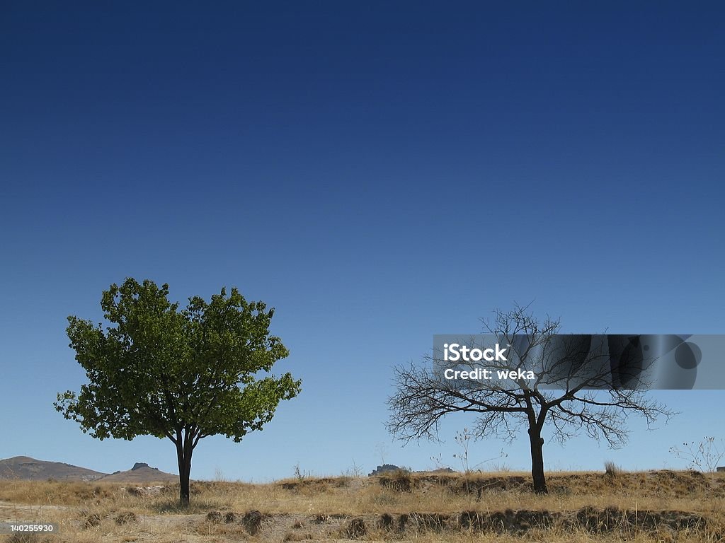 Deux arbres (vie et de mort) standing seul dans le désert - Photo de Vitalité libre de droits