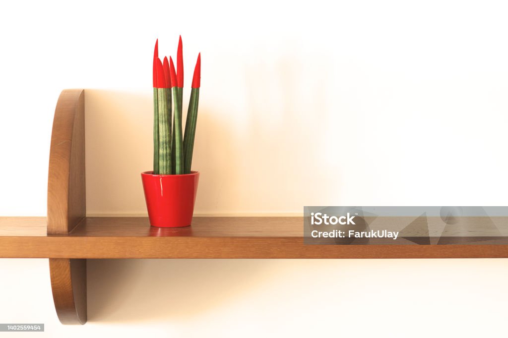 Potted Plant on Shelf Potted plant with tips dipped into red paint - Sansevieria cylindrica - on a shelf againtswhite wall Sansevieria Cylindrica Stock Photo