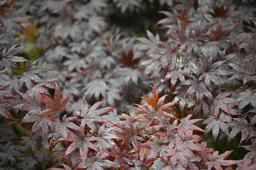 Japanese maple tree close up full frame