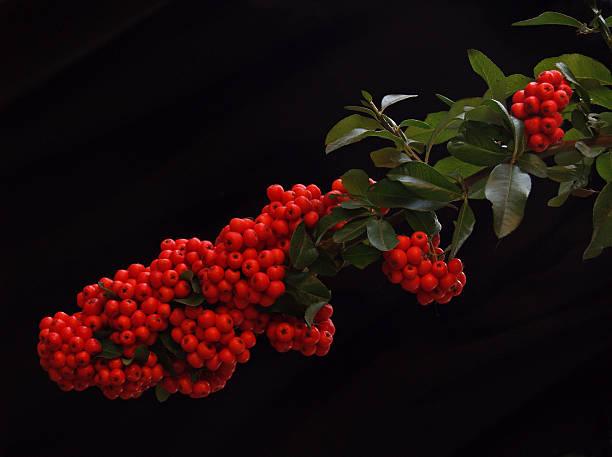 Outono de frutas vermelhas-Grande Red Firethorn ou Pyracantha Bush - foto de acervo