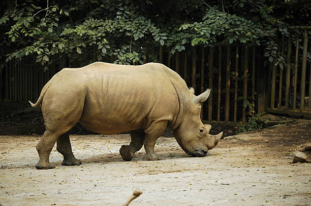 Sumatran Rhinocherous stock photo