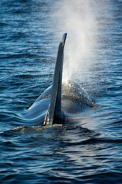 istock Orca Whale in the San Juan Islands 140256405