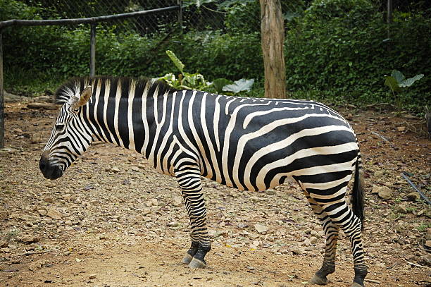 Zebra stock photo