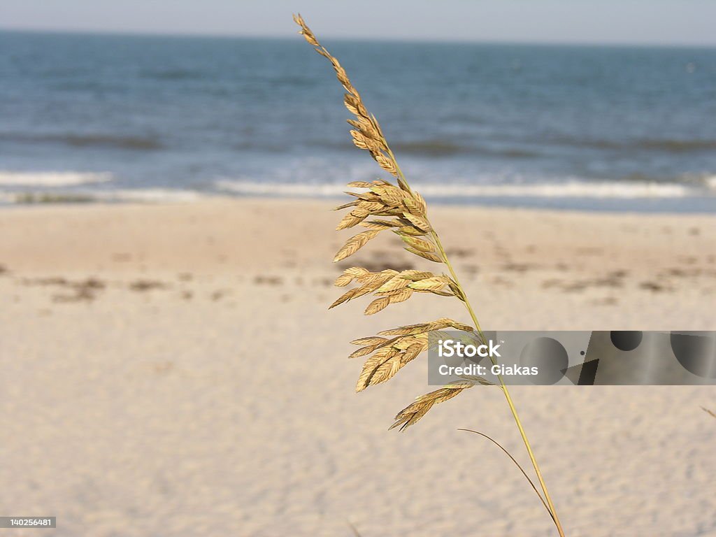 Sólo Natural - Foto de stock de Agricultura libre de derechos