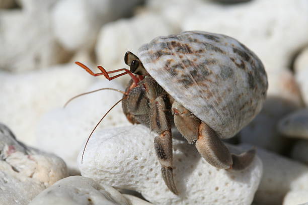 bernardo-eremita - hermit crab pets animal leg shell imagens e fotografias de stock