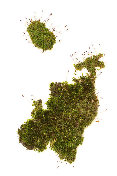 istock Isolated close up of moss 140256620