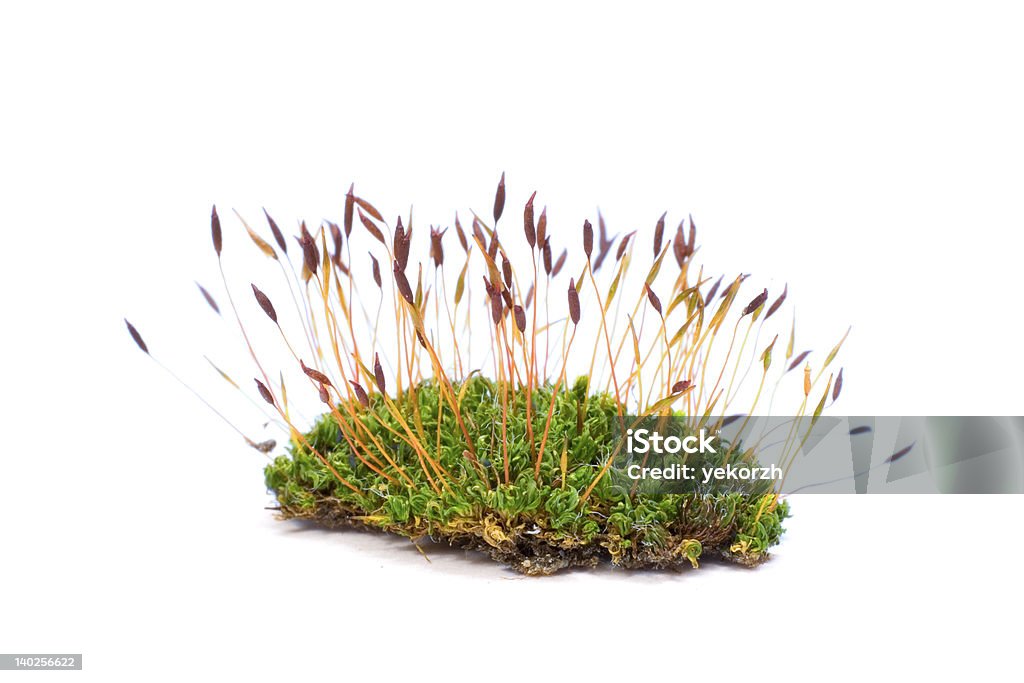 Isolado close-up de moss - Foto de stock de Bosque - Floresta royalty-free