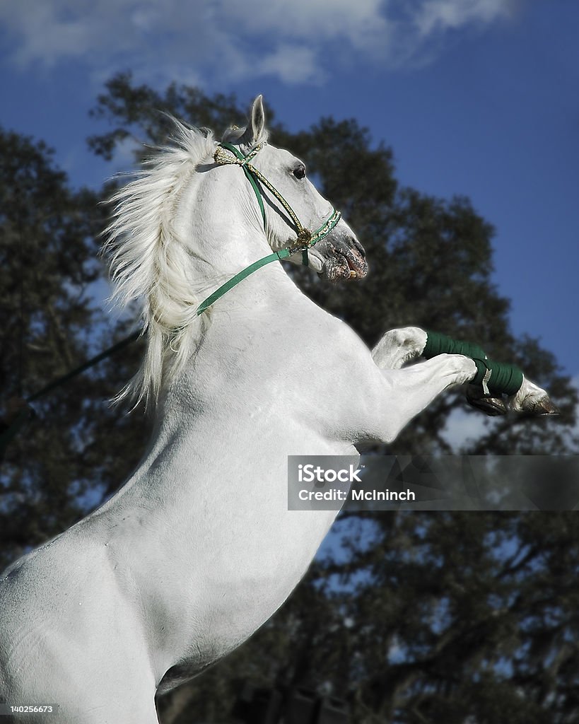 White Stallion Majestic Lippizan stallion with flowing mane rearing on his hind legs. Lippizan Horse Stock Photo