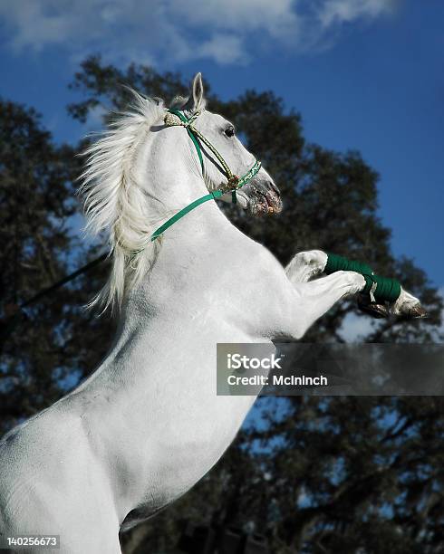 White Stallion Stock Photo - Download Image Now - Lippizan Horse, Horse, Rearing Up